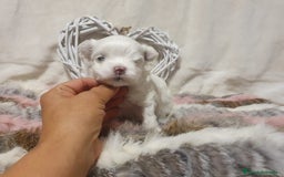 Bichón Maltés perros en venta: Bichones Malteses   - Imagen 6