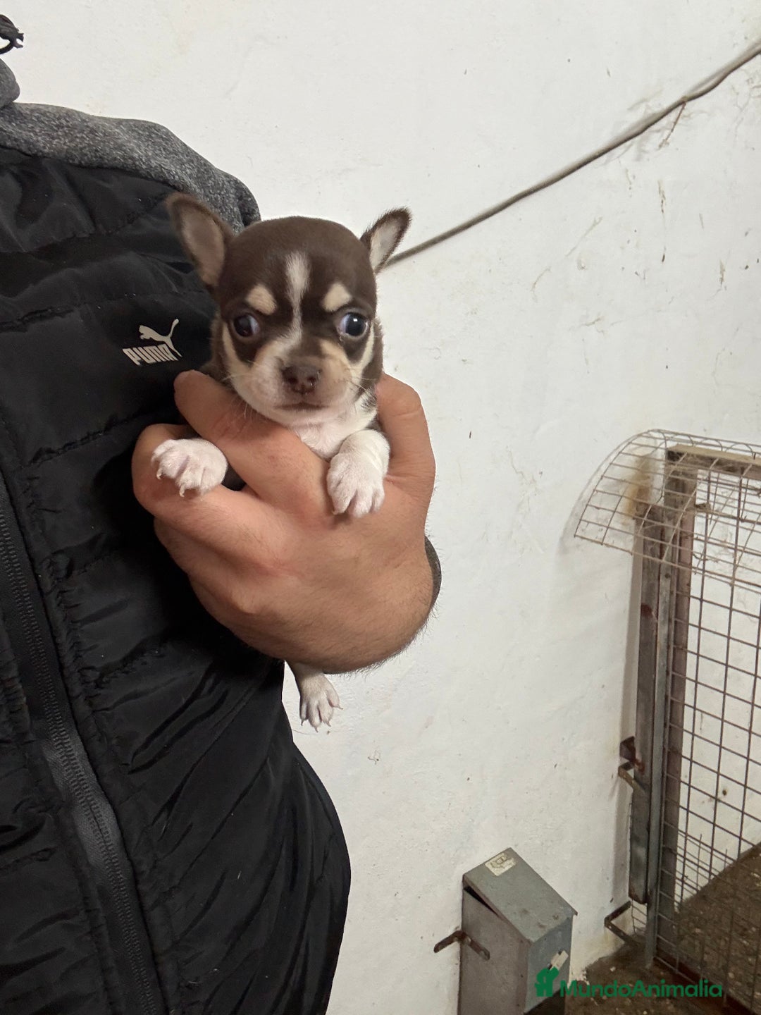 Chihuahua perros en venta: Hembrita de chihuahua Toy  - Anuncio 2