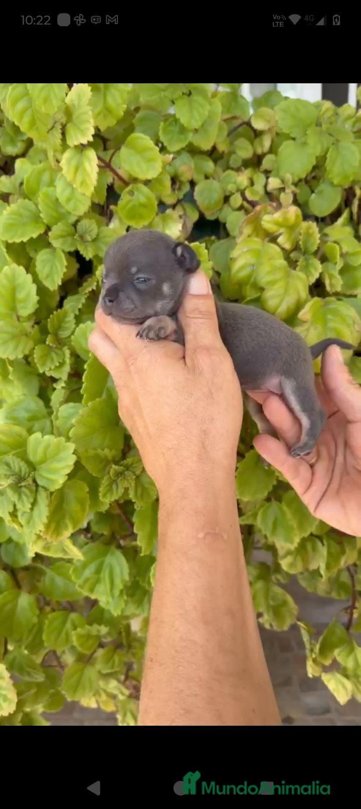 Chihuahua perros  EXCLUSIVO CACHORRO CHIHUAHUA BLUE TRICOLOR ✨🐶 - Anuncio 22