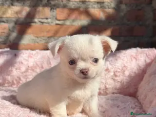 Chihuahua perros Chihuahua pelo largo hembra ojos azules - Anuncio 11