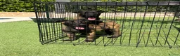 Pastor Belga Malinois perros en venta: Cachorras de Malinois carbonadas - Anuncio 8