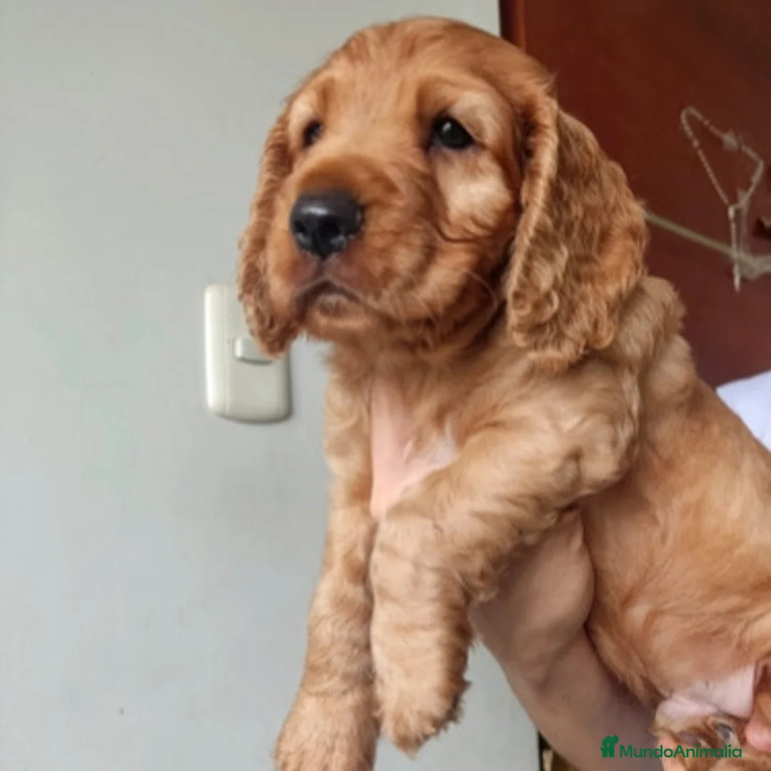 Cocker Spaniel Inglés perros en venta: Cocker dorados  - Anuncio 1