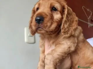 Cocker Spaniel Inglés perros Cocker dorados - Anuncio 1