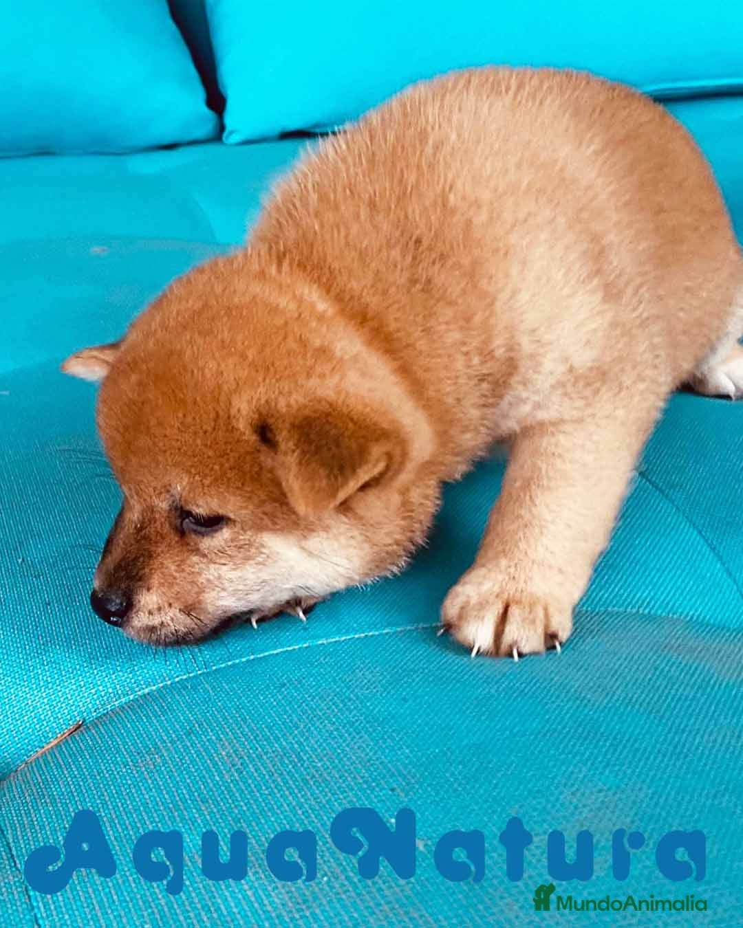 Shiba Inu perros Shiba Inu Macho 1 de Magy - AQUANATURA en Barcelona - Anuncio 2
