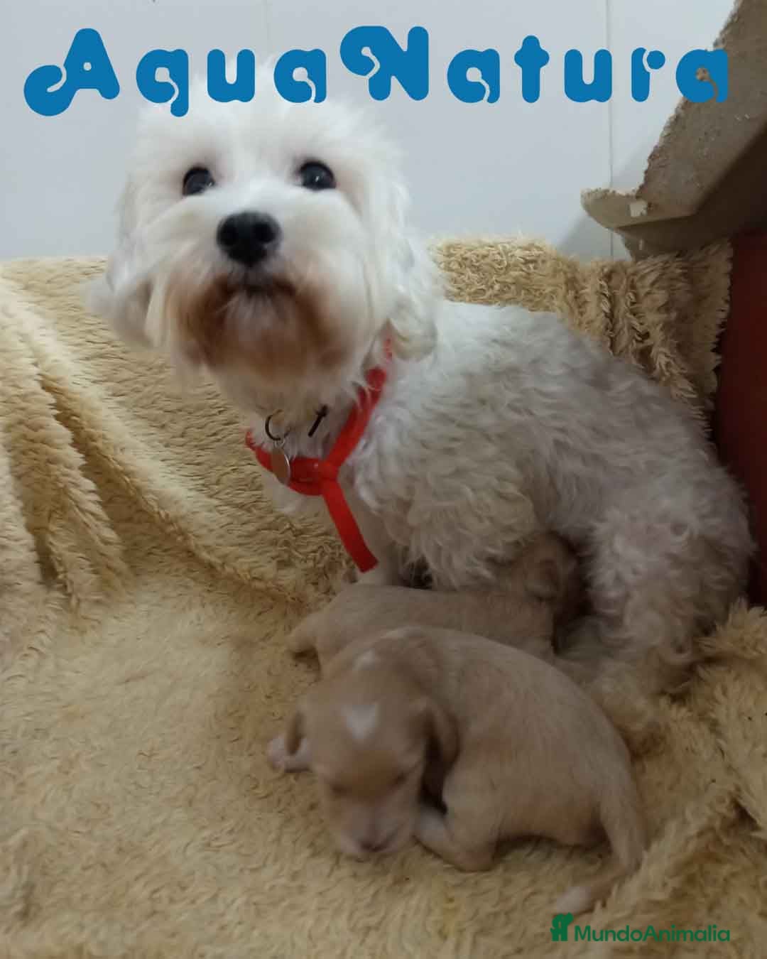 Raza Mixta perros en venta:  Camada Havapoo de Kusita 1 y Alejo AQUANATURA - Imagen 3