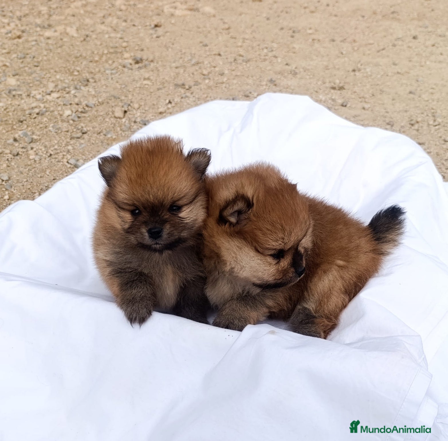 Pomerania perros CACHORRITOS POMERANIAS - Anuncio 13