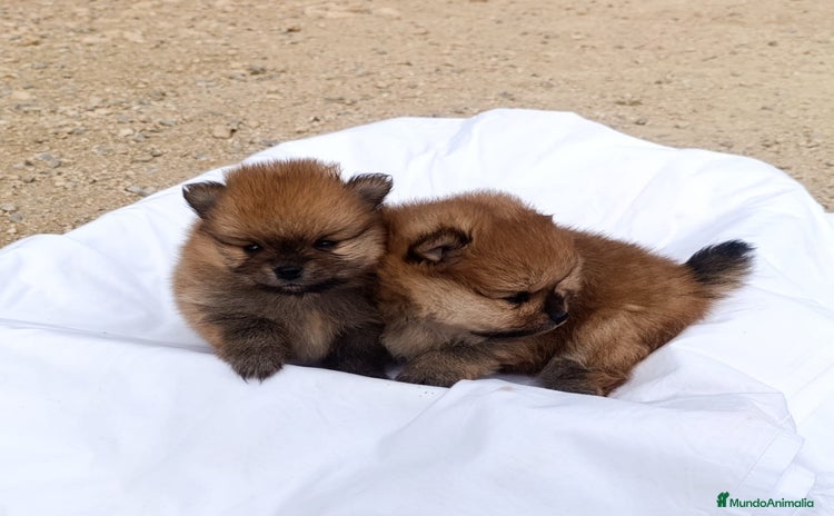 Pomerania perros CACHORRITOS POMERANIAS - Anuncio 1