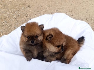 Pomerania perros CACHORRITOS POMERANIAS - Anuncio 1