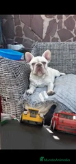 Ponchito