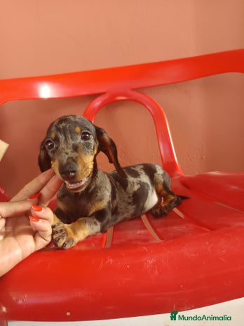 Teckel Miniatura perros Teckel miniatura - Anuncio 5