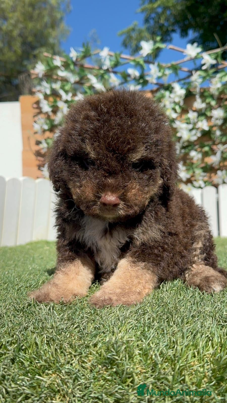 Perro de Agua Español perros en venta: PERRO DE AGUA ESPAÑOL - Anuncio 3