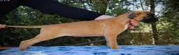 Boxer perros en venta: BOXER HEMBRA DORADA - Anuncio 2