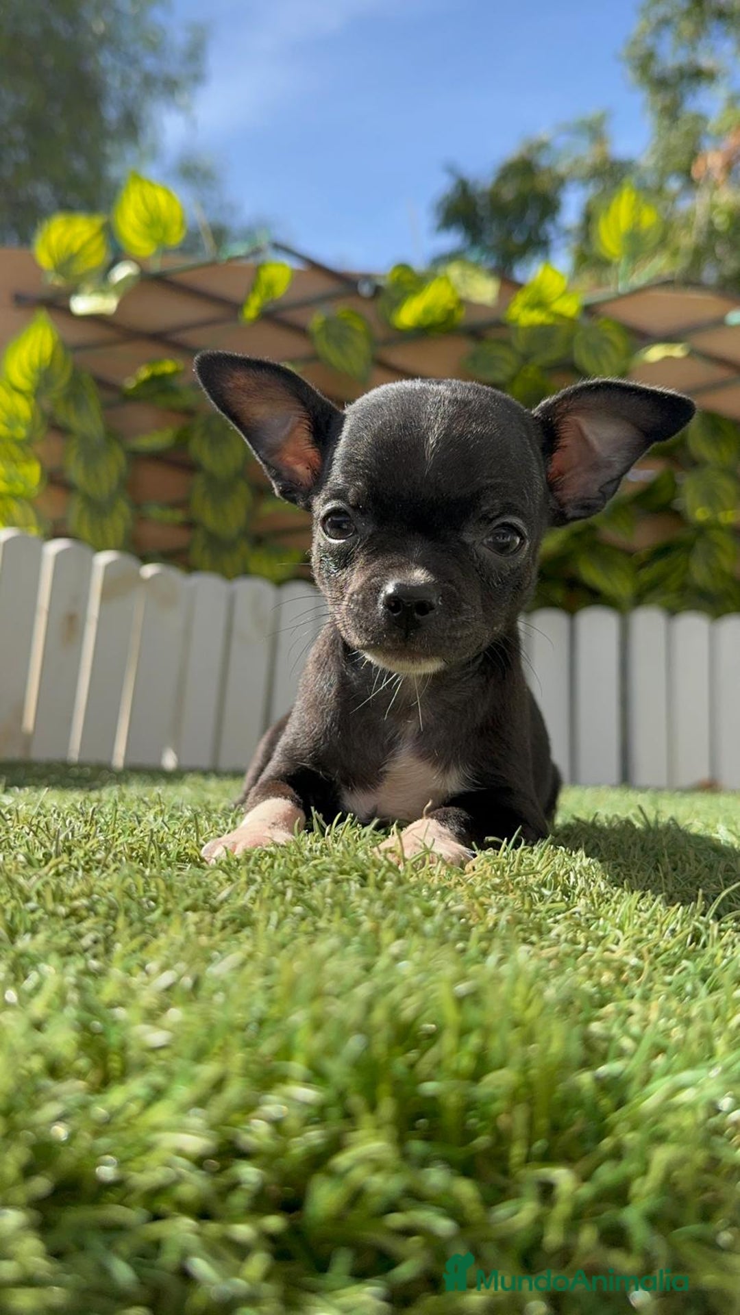 Chihuahua perros en venta: CHIHUAHUA HEMBRA - Imagen 9