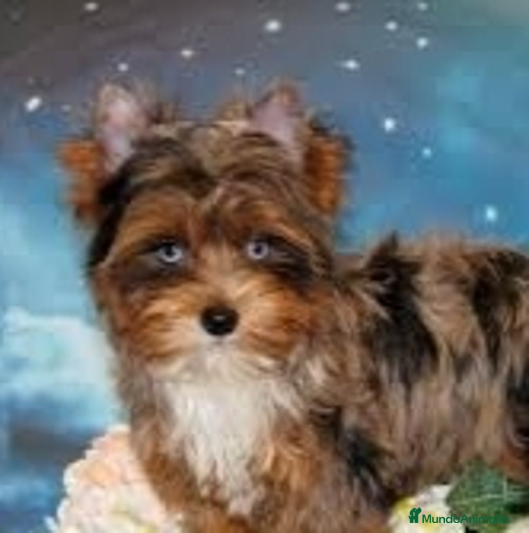 Biewer Yorkshire Terrier a la Pom Pon perros en venta: Hembra Yorkshire con ojos azules  - Anuncio 1