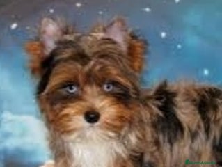 Biewer Yorkshire Terrier a la Pom Pon perros Hembra Yorkshire con ojos azules - Anuncio 1