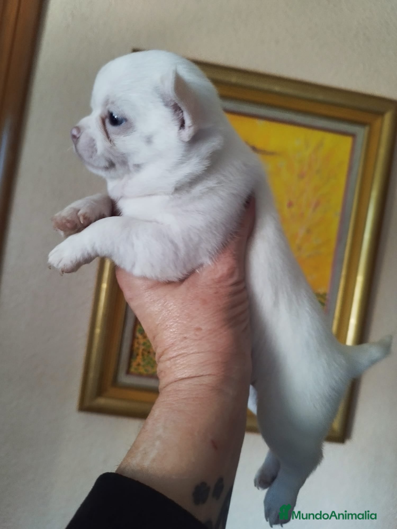 Chihuahua perros CHIHUAHUA EXCLUSIVO  - Anuncio 2