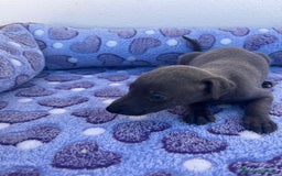 Whippet perros en venta: Whippet blue  - Imagen 20