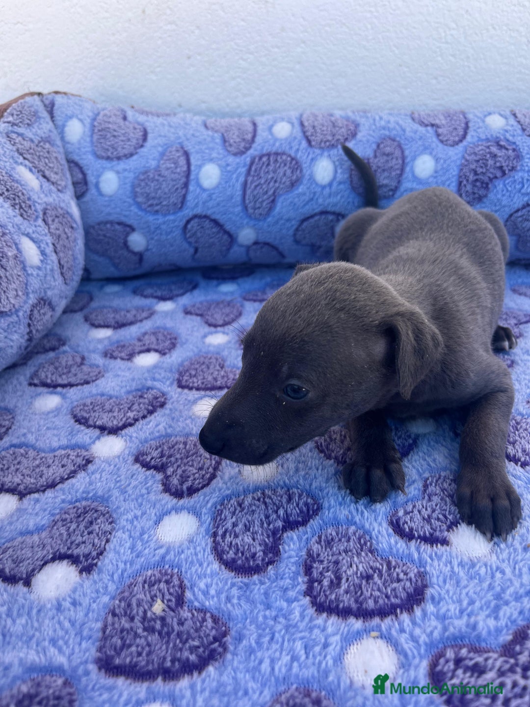 Whippet perros en venta: Whippet blue  - Imagen 20