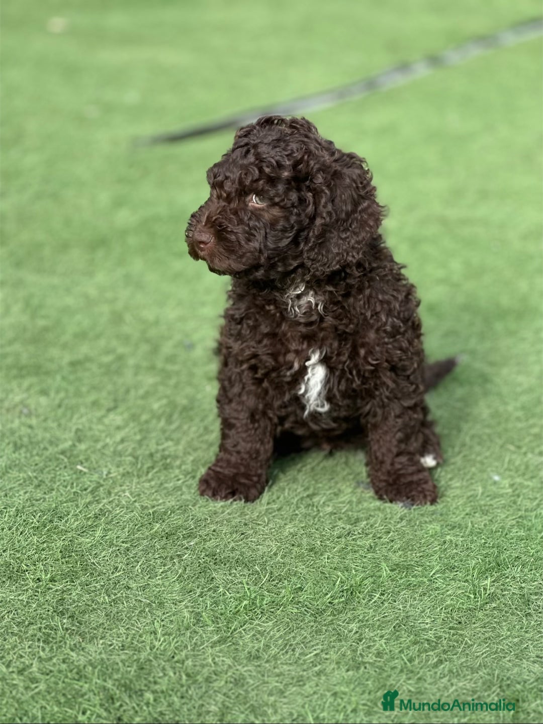 Perro de Agua Español perros en venta: Cacorros perro de ahua español - Imagen 2