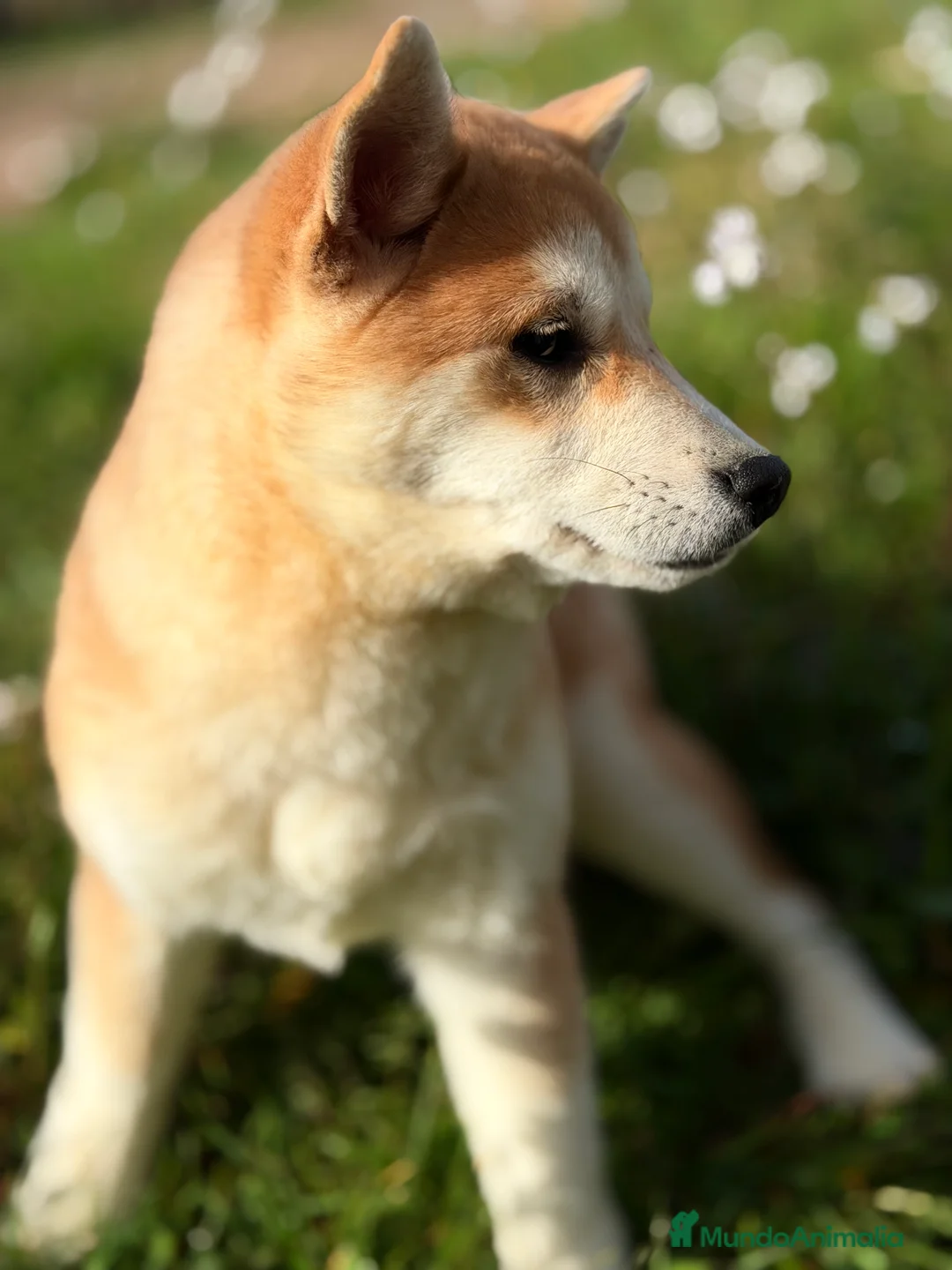 Shiba Inu perros en venta: Shiba hembra naranja  - Anuncio 7