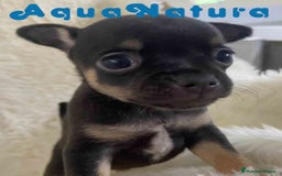 Chihuahua perros en venta: Chihuahua Hembra de Merla y Choc - Imagen 5