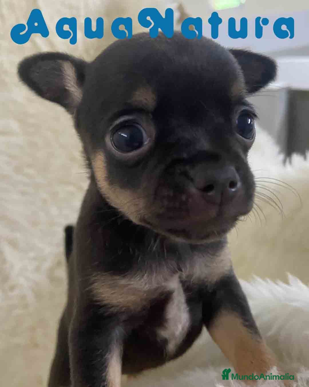 Chihuahua perros en venta: Chihuahua Hembra de Merla y Choc - Imagen 5