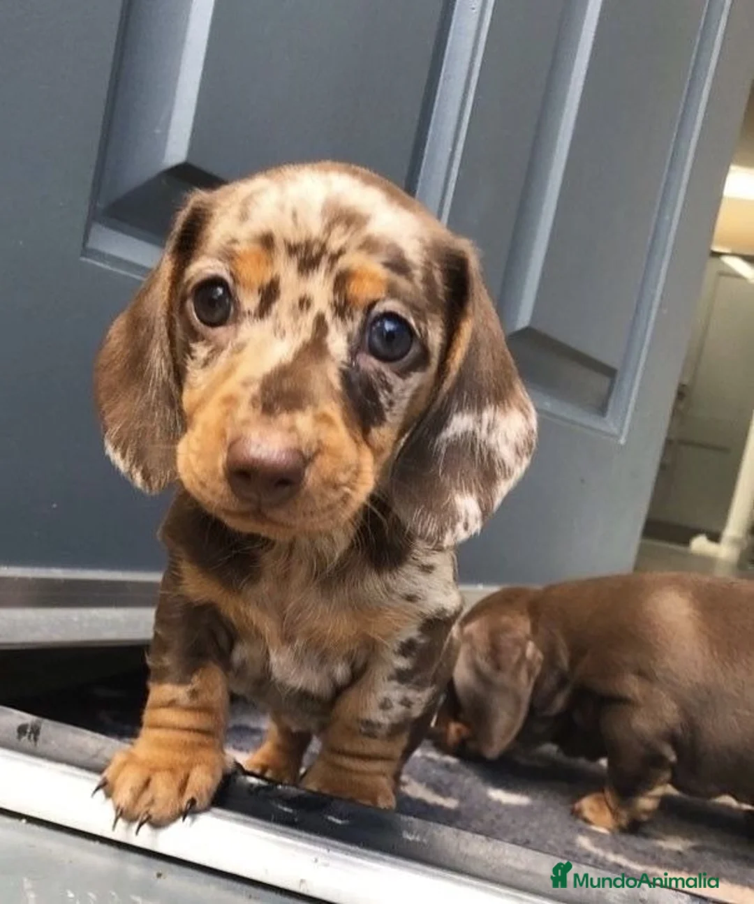 Teckel Miniatura perros en venta: teckel exoticos  - Anuncio 4
