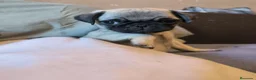 Carlino - Pug perros en venta: Cachorros de carlino pug  - Anuncio 5