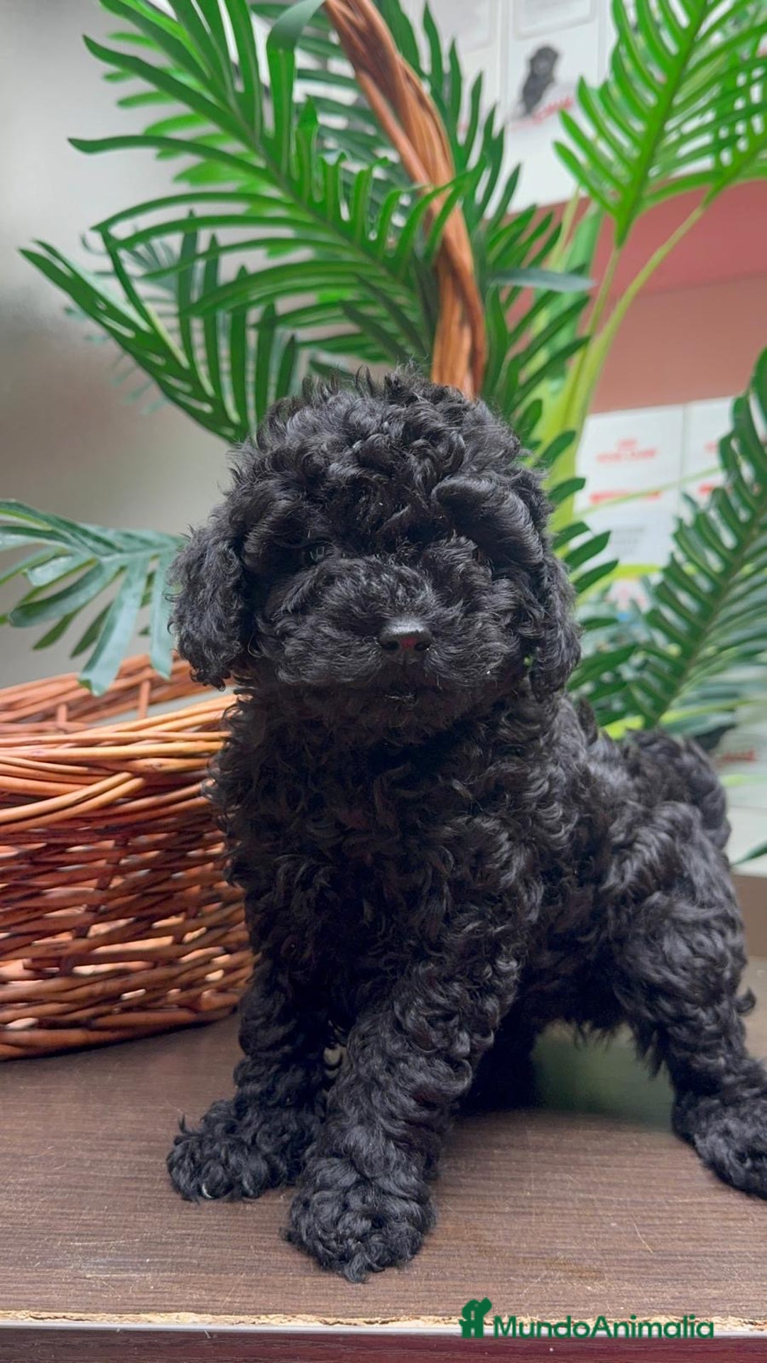 Caniche Toy perros en venta: CANICHE TOY MACHO - Anuncio 8