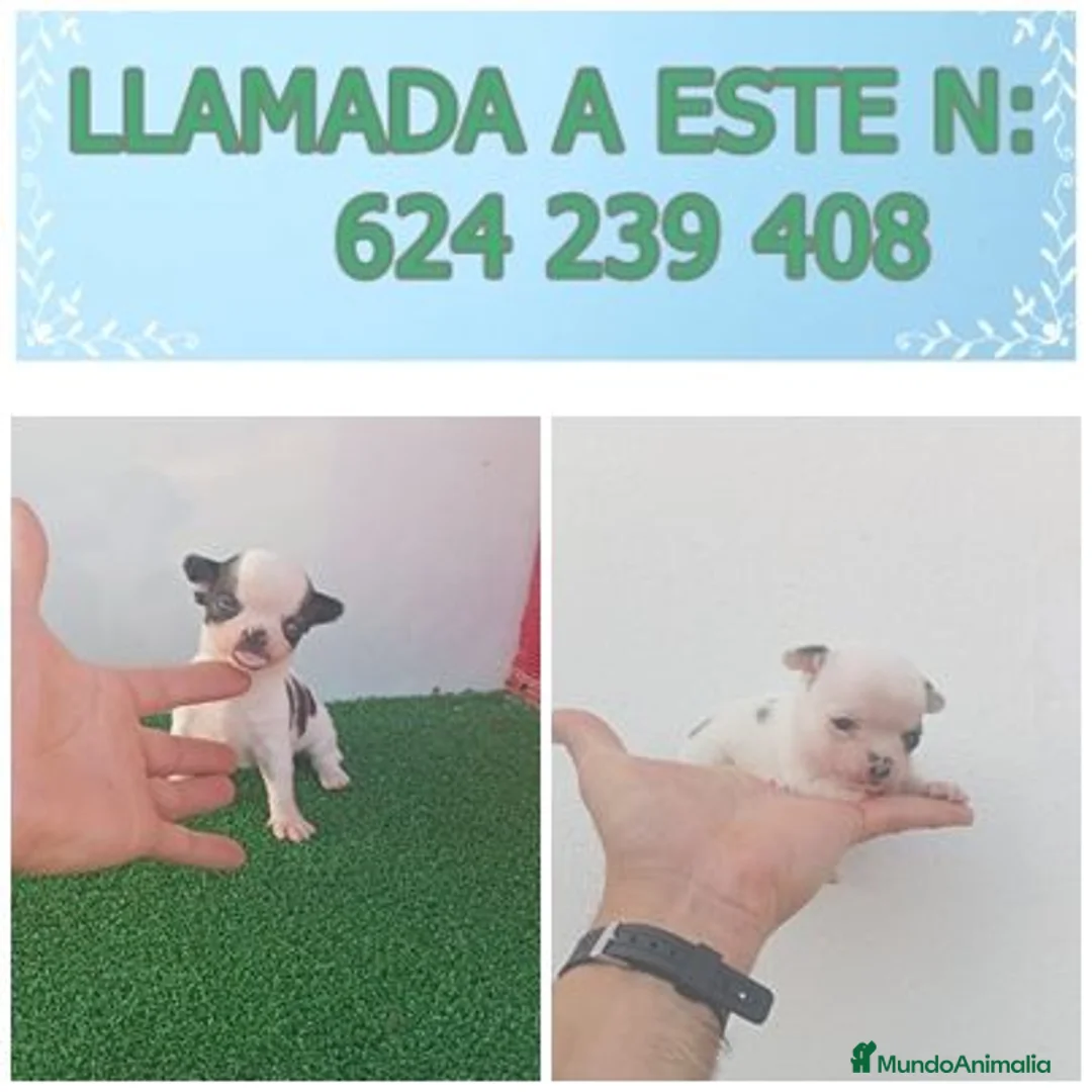 Chihuahua perros en venta: PRECIOSOS CHIHUAHUA RUSO Y ASIÁTICO   - Anuncio 16
