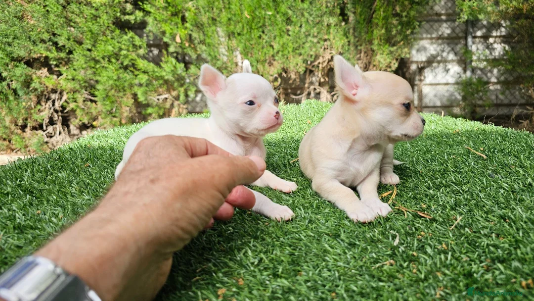 Chihuahua perros en venta: Cachorros chihuahua mini toy - Anuncio 6