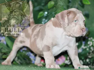 American Bully perros AMERICAN BULLY XL CACHORROS , CRIA PROFESIONAL - Anuncio 1