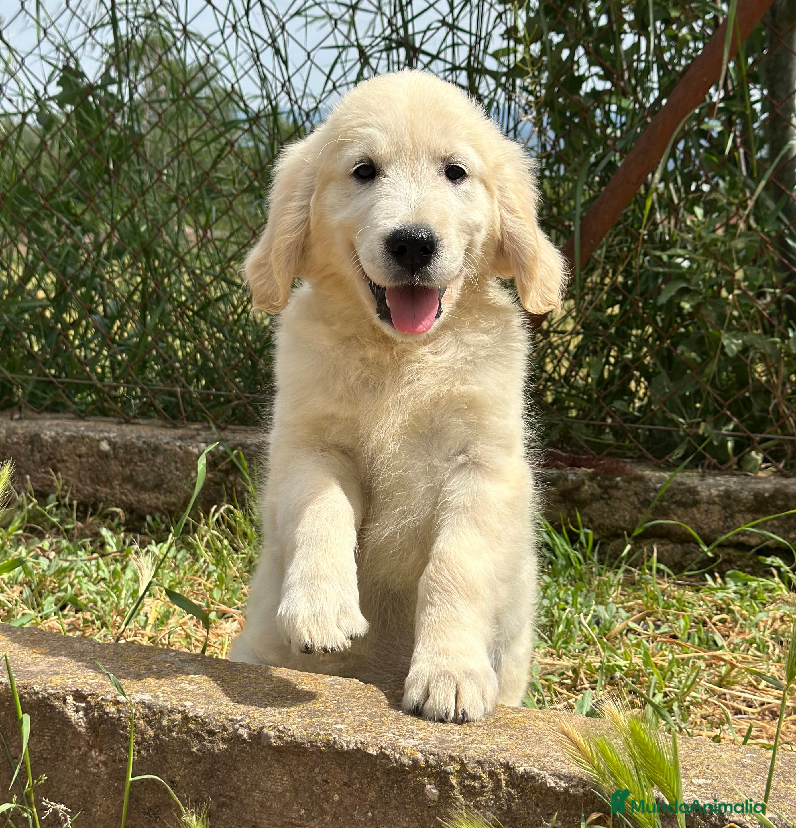 Golden Retriever perros PRECIOSOS GOLDEN DISPONIBLES en Barcelona - Anuncio 2
