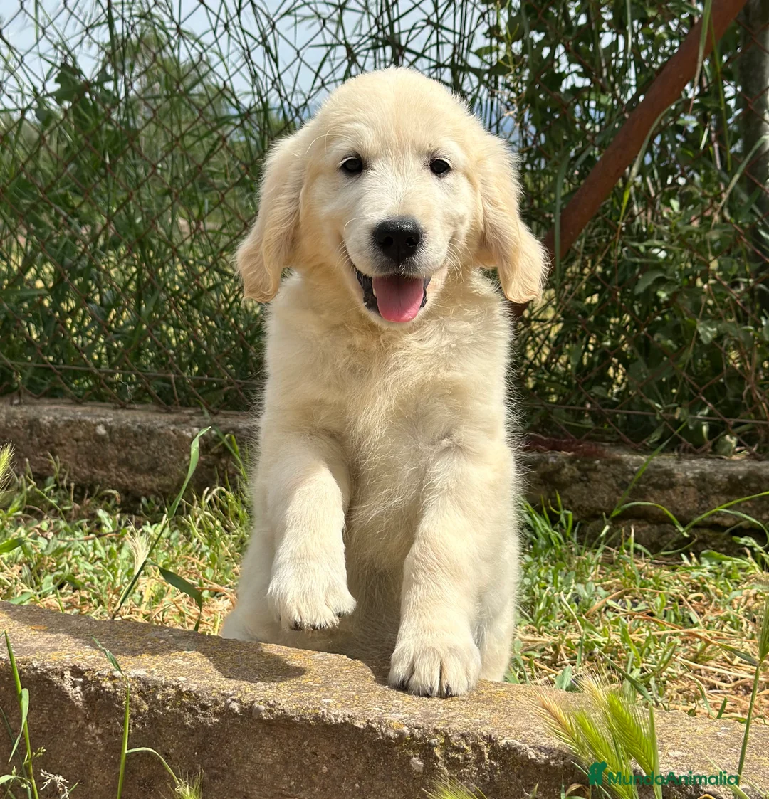 Golden Retriever perros en venta: PRECIOSOS GOLDEN DISPONIBLES en Barcelona - Anuncio 2