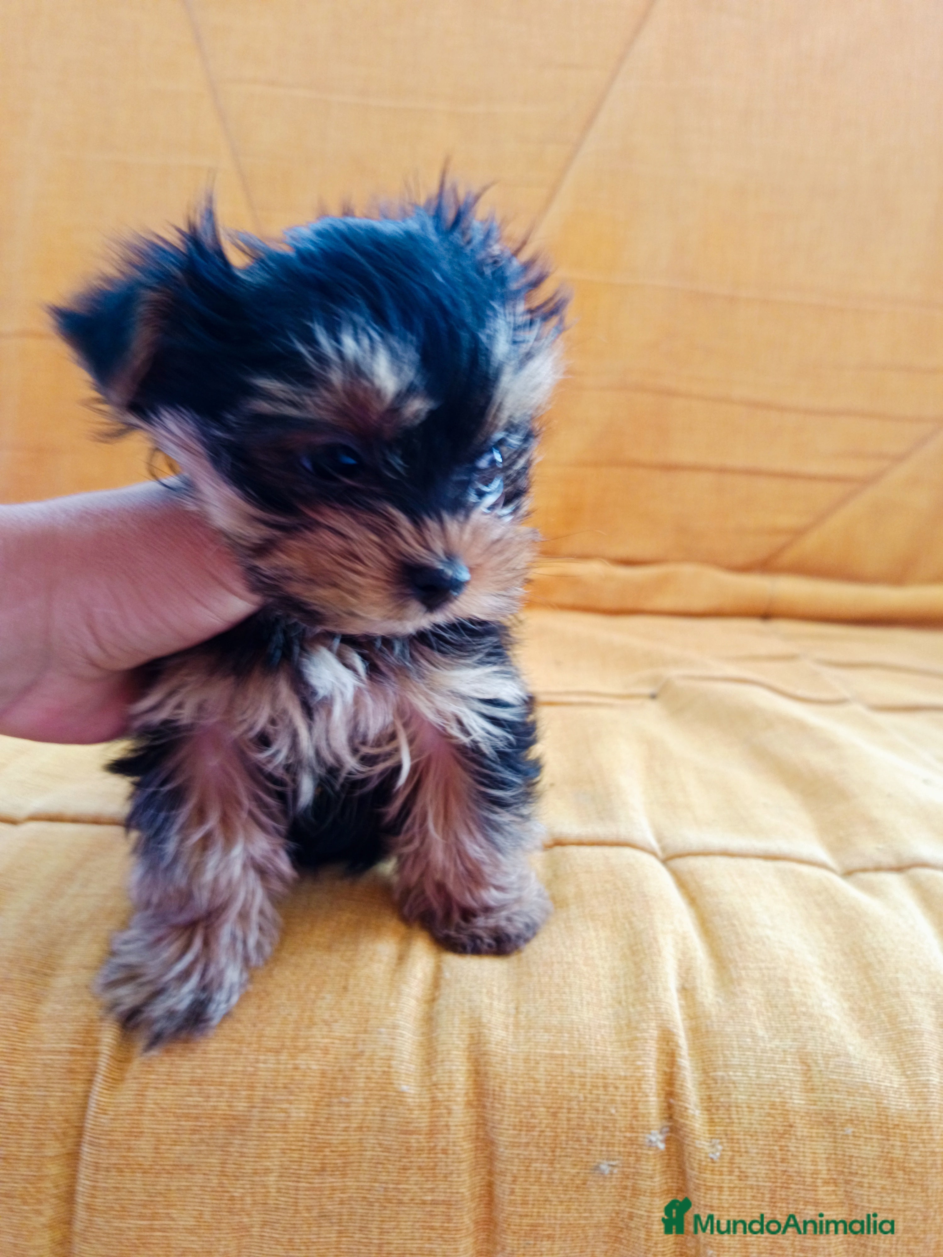 Yorkshire Terrier perros Yorkshire miniatura - Anuncio 34