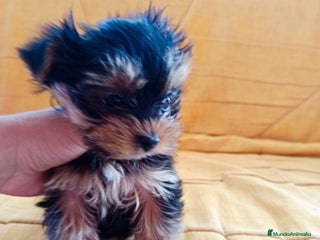 Yorkshire Terrier perros - Anuncio 36