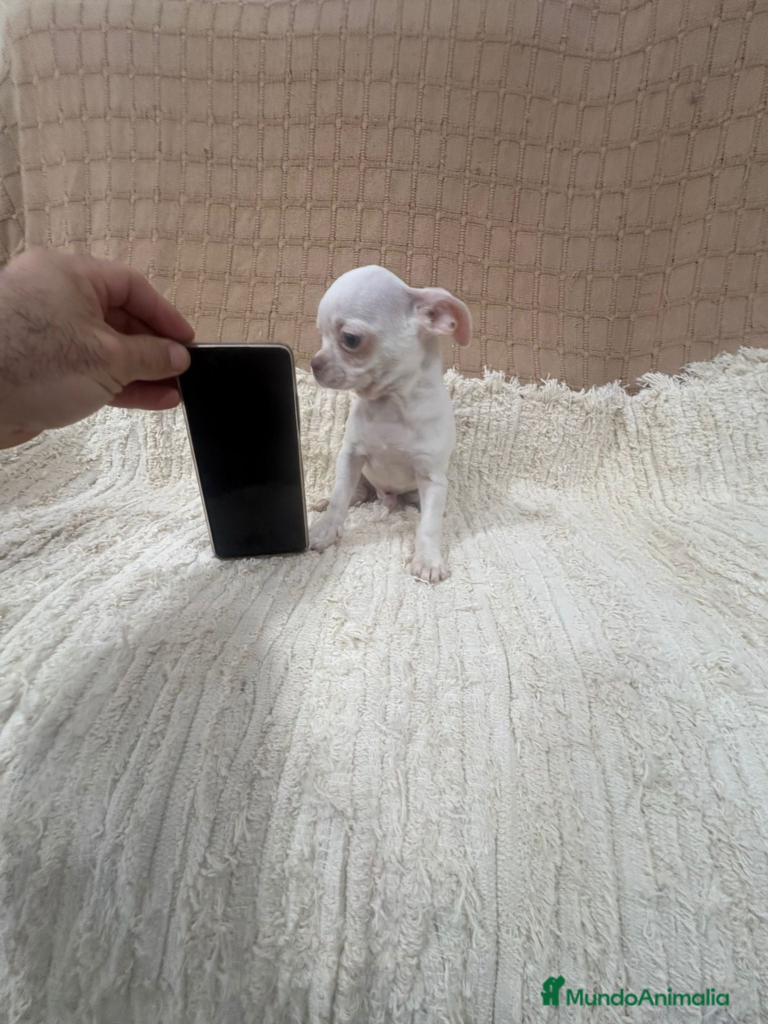 Chihuahua perros Chihuahua toy  - Anuncio 9