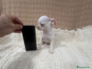 Chihuahua perros Chihuahua toy - Anuncio 9