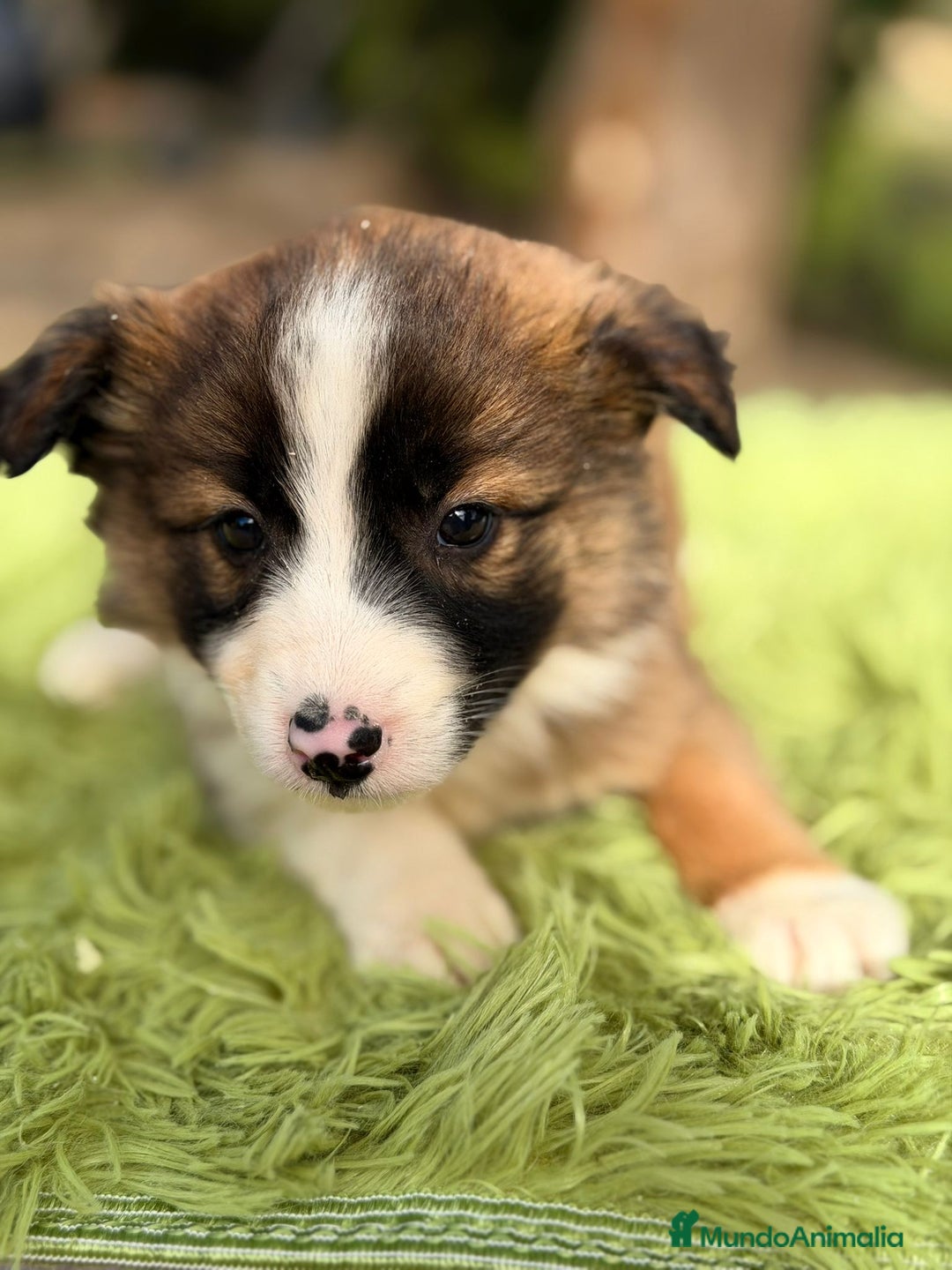 Border Collie perros en venta: Border collie marrón y blanco - Anuncio 3