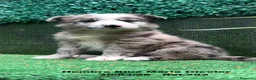 Border Collie perros en venta: BORDER COLLIE DE VILLA BIZNAGA. Hembra Blue Merle - Anuncio 12