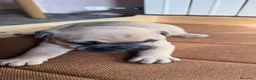 Bulldog Francés perros en venta: Bulldog francés fawn - Anuncio 11
