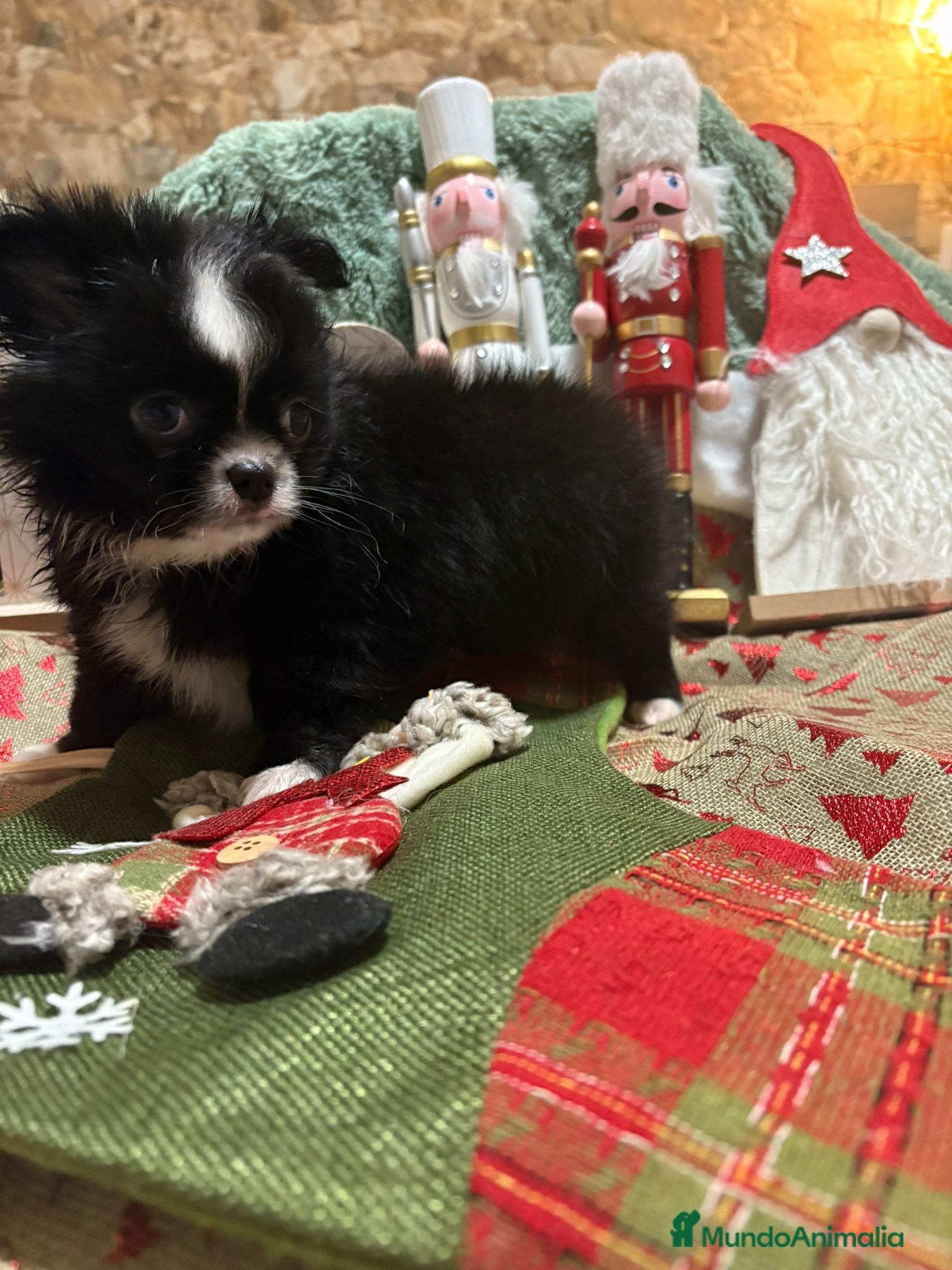 Chihuahua perros Chihuahua toy pelo largo ruso - Anuncio 16