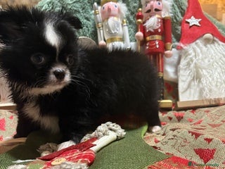 Chihuahua perros Chihuahua toy pelo largo ruso - Anuncio 2