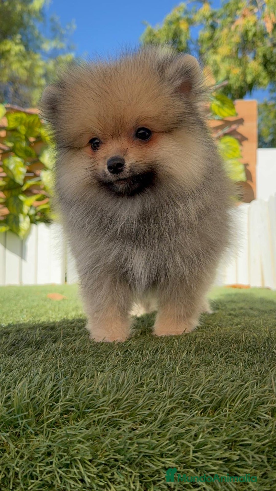Pomerania perros en venta: POMERANIA - Imagen 20