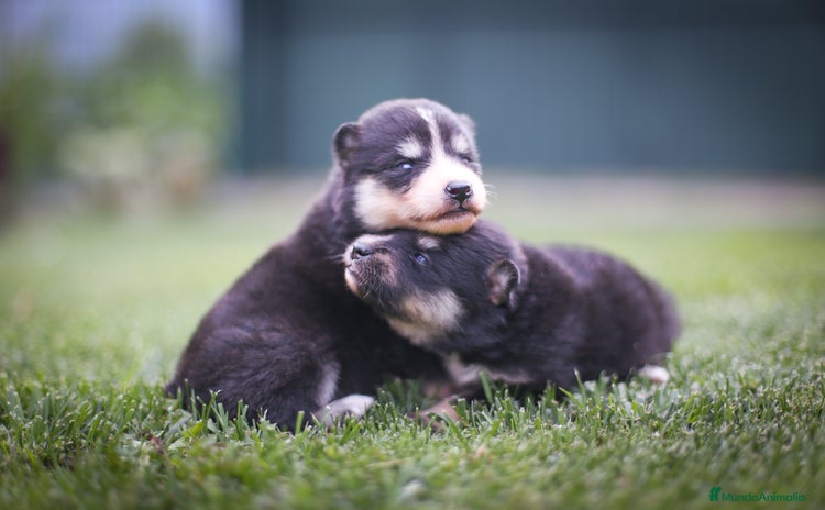 Pomsky perros - Anuncio 1