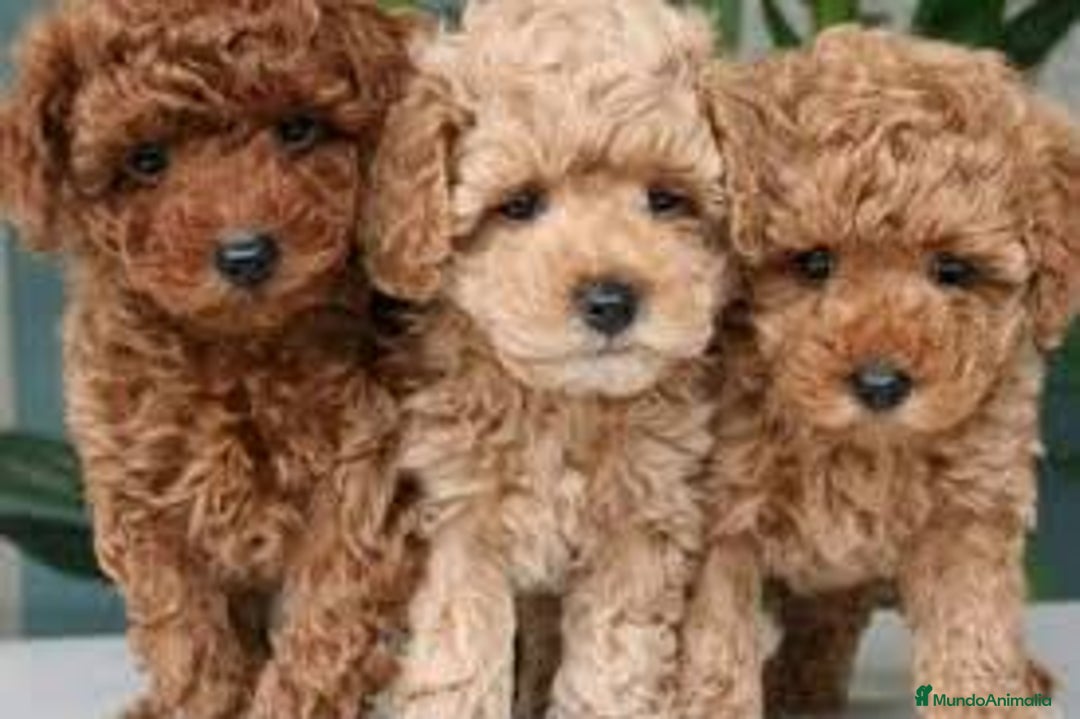 Caniche Toy perros en venta: Adorable bebe cachorro caniche toy apricot - Imagen 1