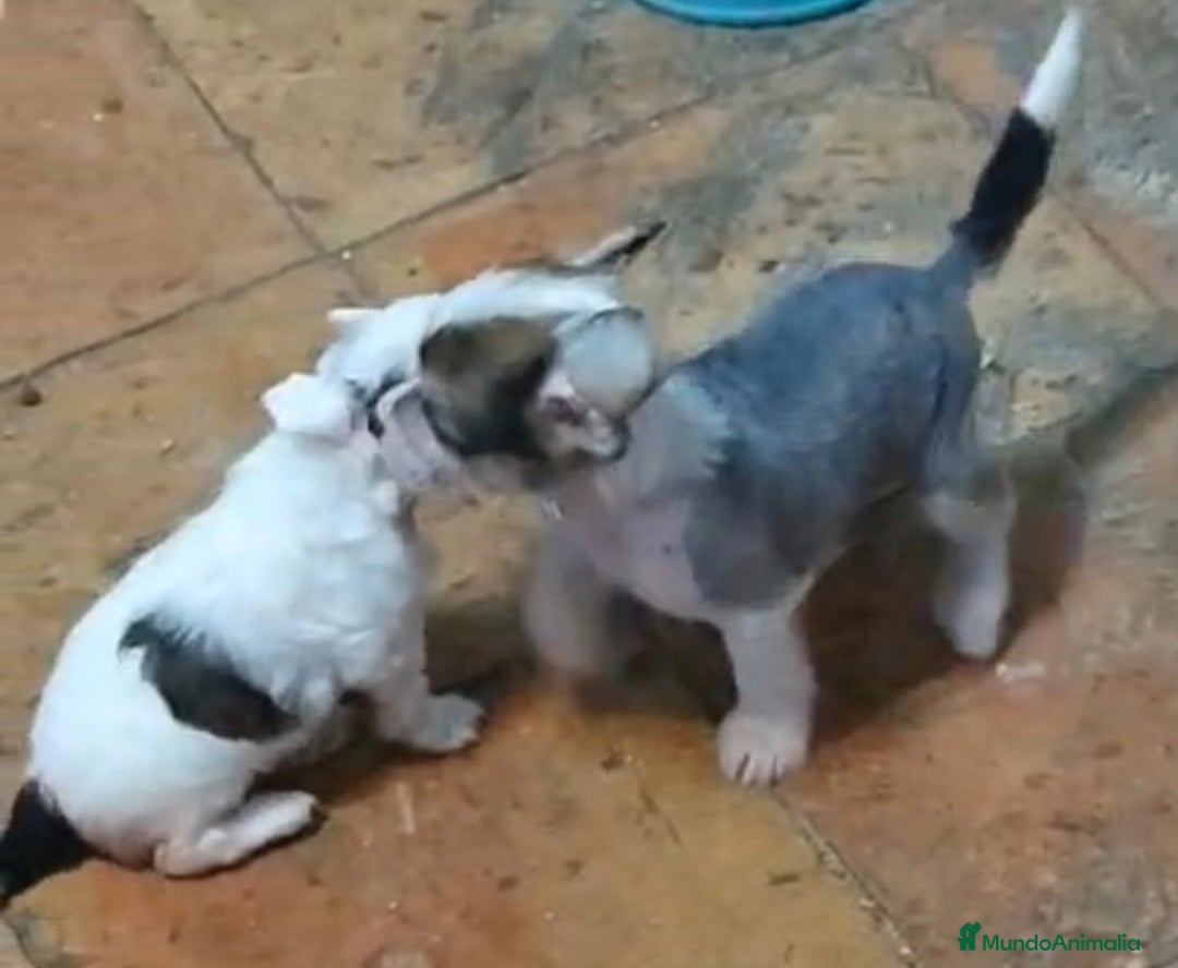 Perro Crestado Chino perros en venta: Increíbles crestado chino!!! - Anuncio 6