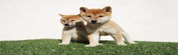 Shiba Inu perros en venta: Cachorro de Shiba Inu en Madrid - Anuncio 3