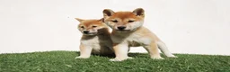 Shiba Inu perros en venta: Cachorro de Shiba Inu en Madrid - Anuncio 3