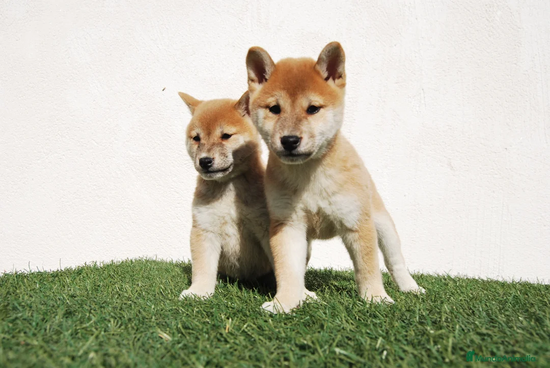 Shiba Inu perros en venta: Cachorro de Shiba Inu en Madrid - Anuncio 3